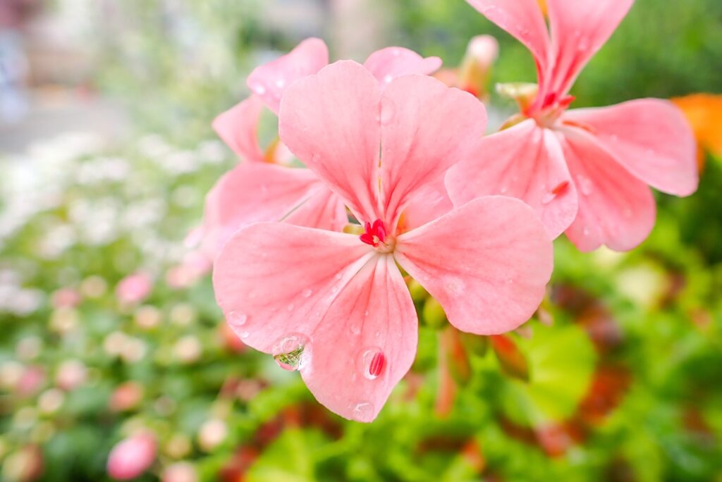 OLYMPUS TG-6 で撮ったピンクの花