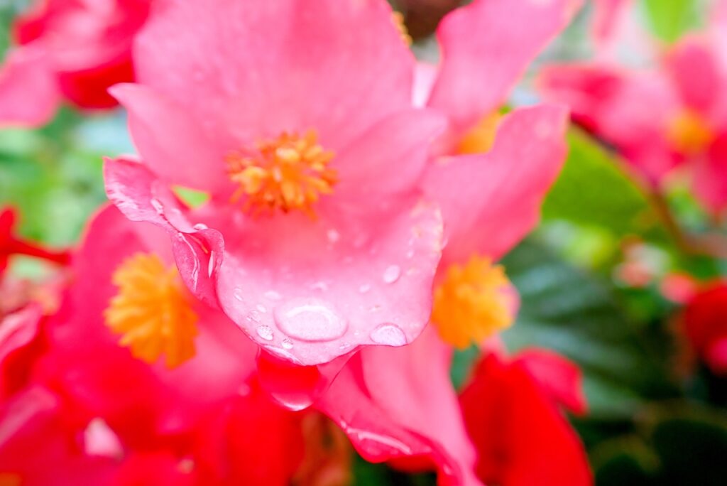 OLYMPUS TG-6 で撮ったピンクの花
