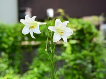 Nikon Z30+TTArtisan 50mm f2
