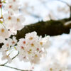 Nikon Z30と40mm f/2で撮った桜