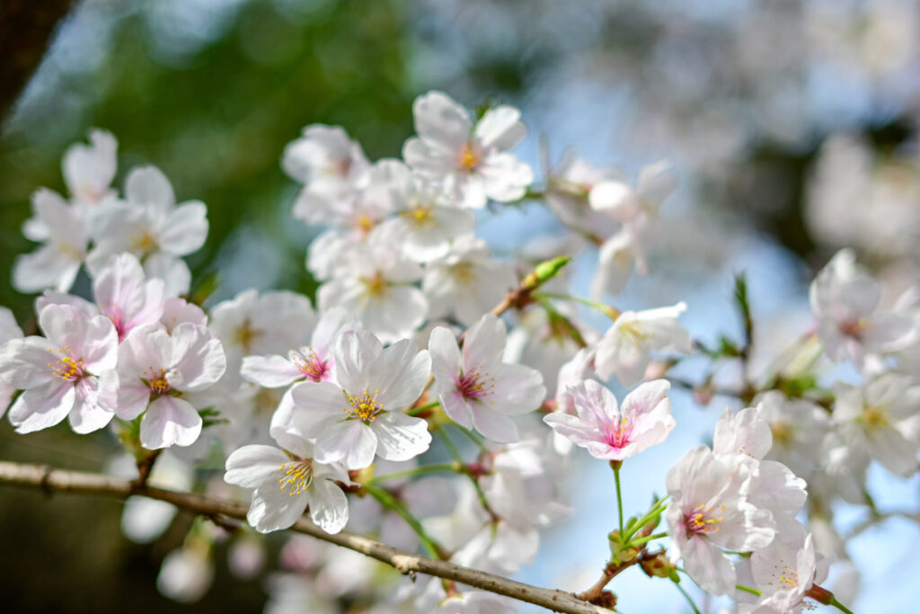 Nikon Z30と40mm f/2で撮った桜
