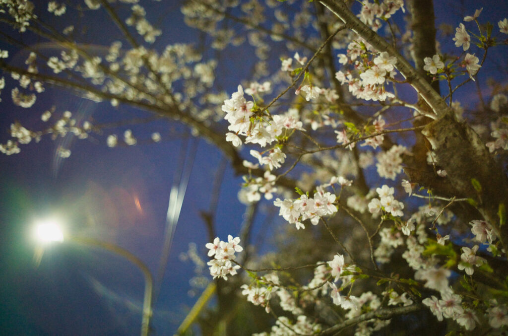 Light Lens Lab 35mm f2とライカM10-Rで撮影した夜桜