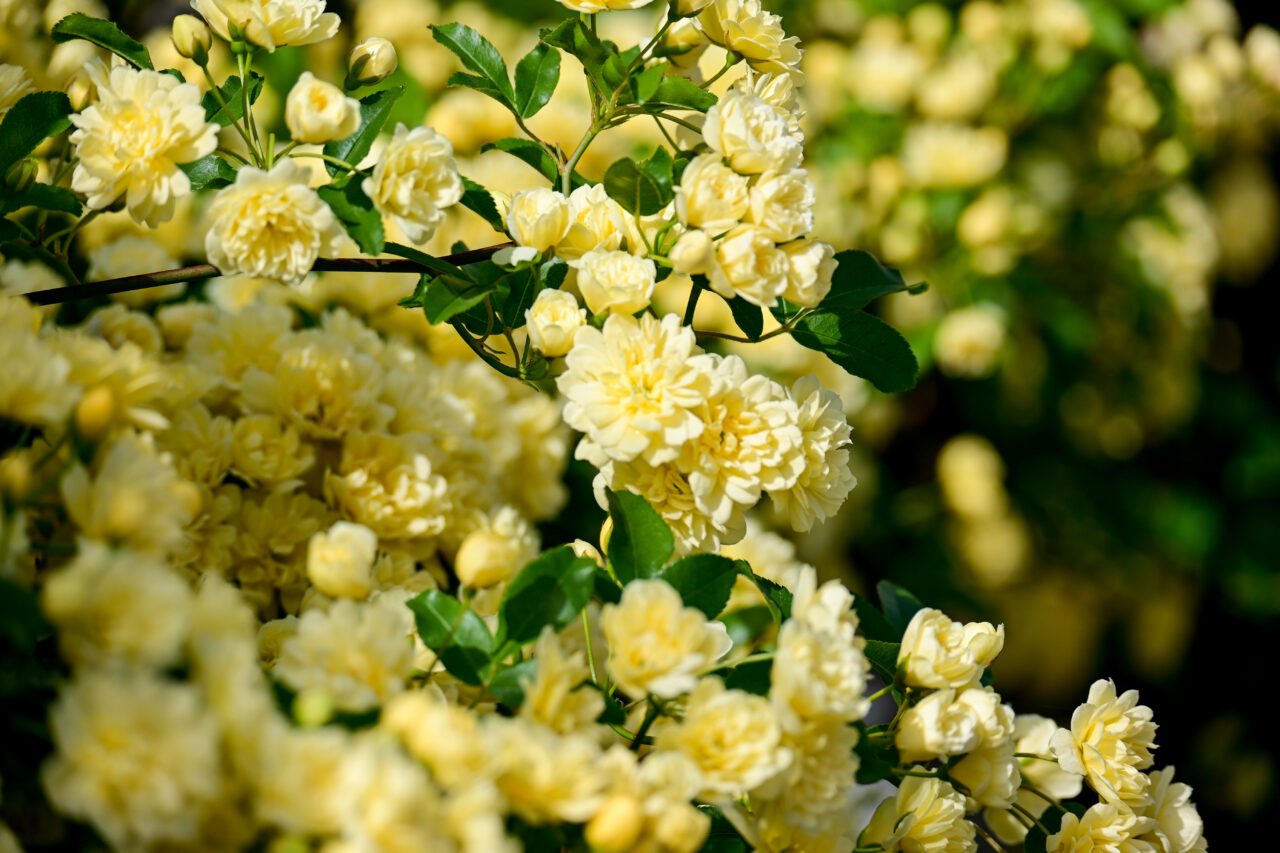 Nikon Z30+NIKKOR Z DX 50-250mm f/4.5-6.3 VR 沢山咲いたモッコウバラの花