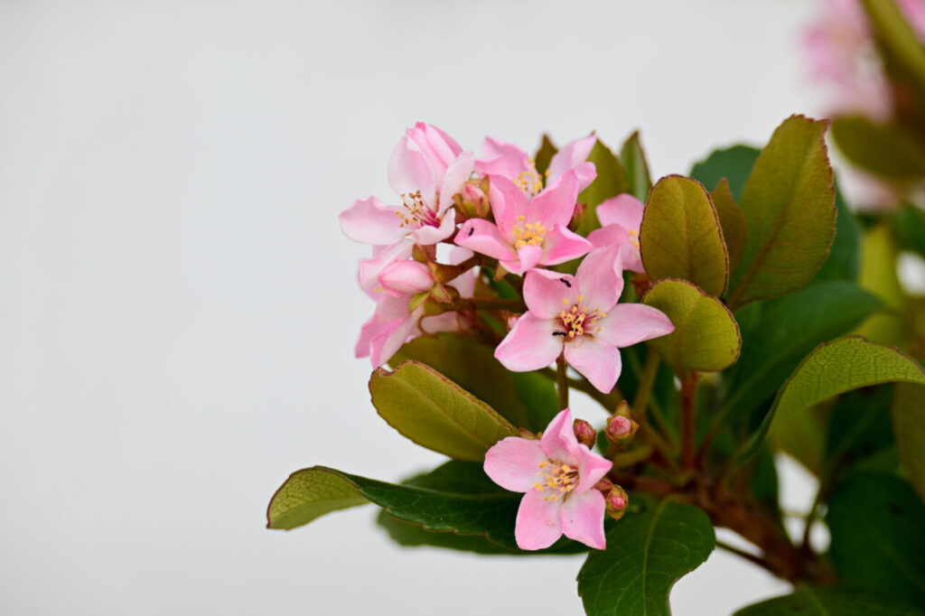 Nikon Z30+NIKKOR Z DX 50-250mm f/4.5-6.3 VR ピンクの花の蜜に蟻が集まっている