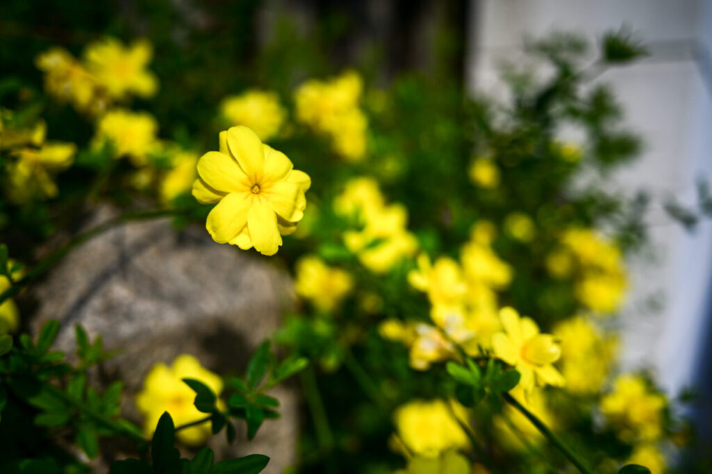 Nikon Z6II+NIKKOR Z 26mm f/2.8 黄色い花