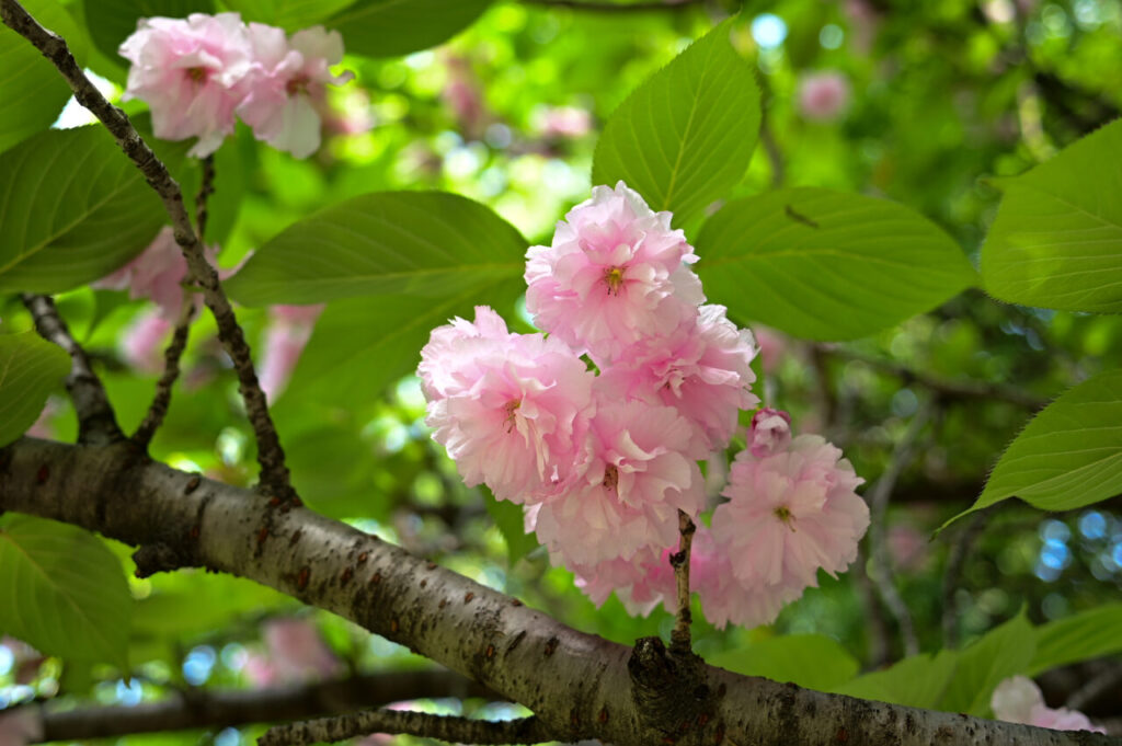 Nikon Z6IIとNIKKOR Z 26mm f/2.8で撮影した八重桜