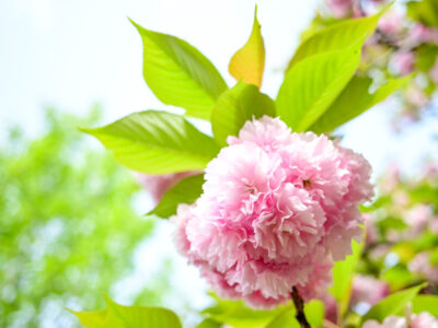 Nikon Z6IIとNIKKOR Z 26mm f/2.8で撮影した八重桜