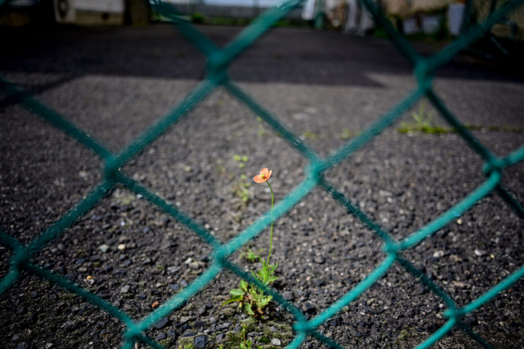 Nikon Z6IIとNIKKOR Z 26mm f/2.8で撮影した駐車場のフェンスの中に生えていた小さな花