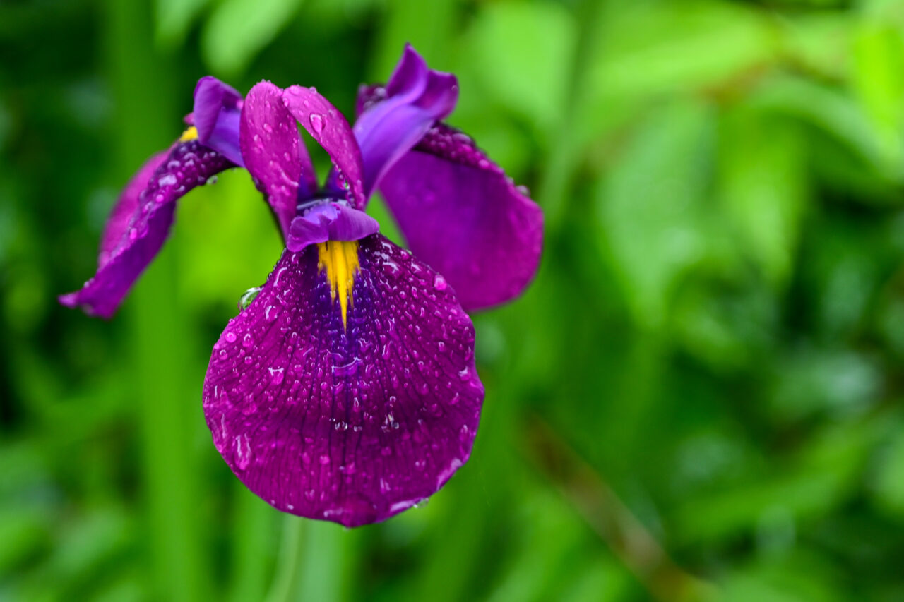Nikon Z30+NIKKOR Z MC 50mm f/2.8 紫色の花（名前不明）