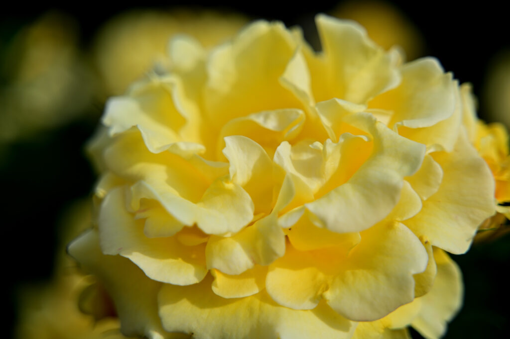 Nikon Z9+NIKKOR Z 28-75mm f/2.8 長居植物園のバラ（2023）