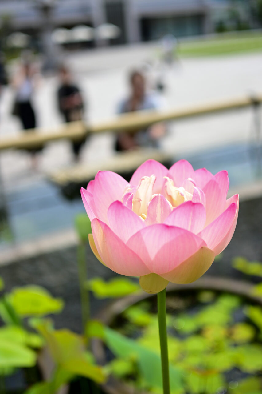NIKON Zfc+NIKKOR Z DX 24mm f/1.7 綺麗に咲いた蓮の花