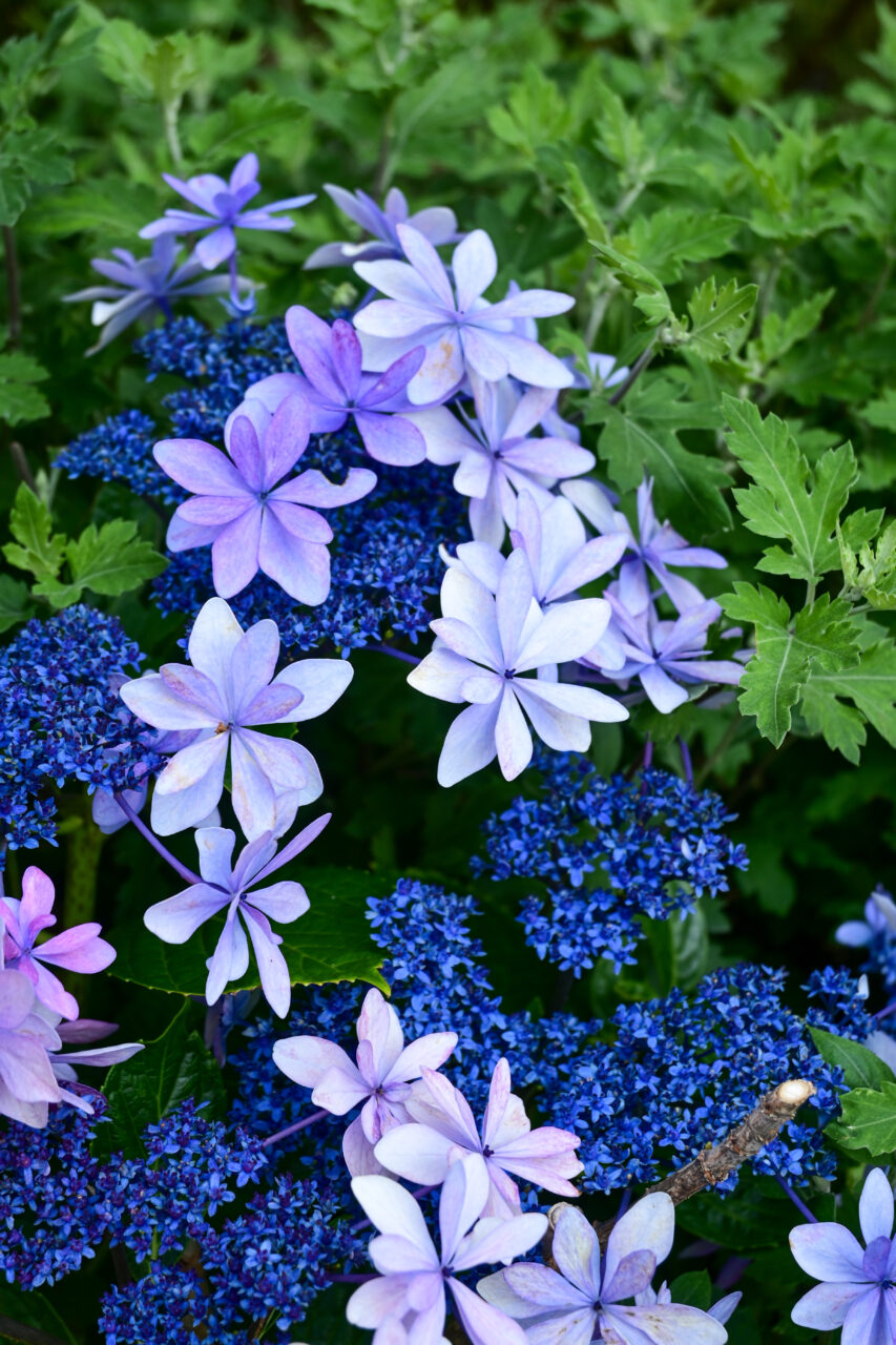 NIKON Z30+NIKKOR Z DX 16-50mm f/3.5-6.3 VR 紫陽花の花