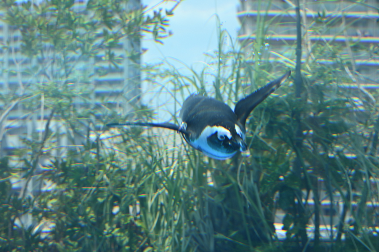 サンシャイン水族館の空飛ぶペンギン