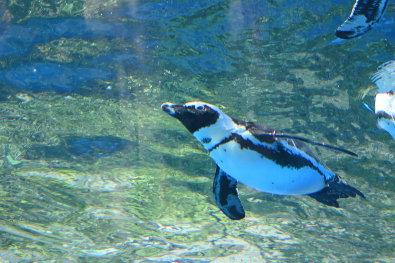サンシャイン水族館の空飛ぶペンギン