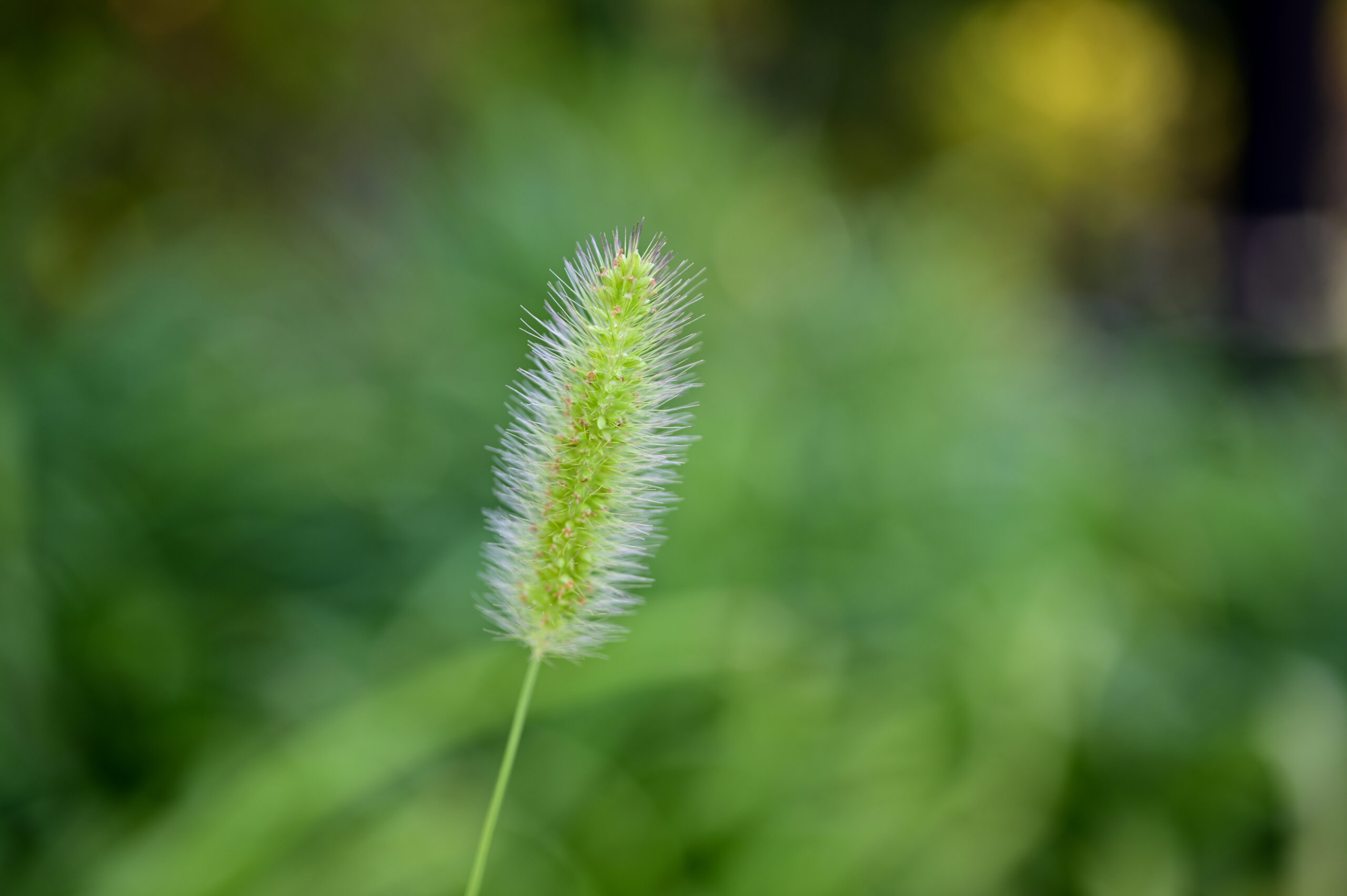 NIKON Z6II+NIKKOR Z MC 50mm f/2.8