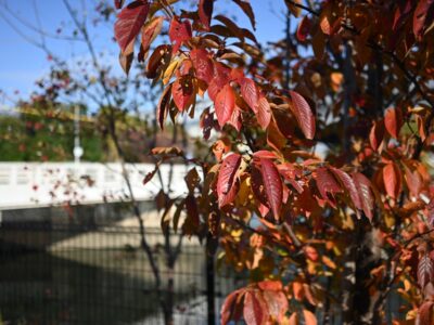 NIKON Z30+NIKKOR Z DX 24mm f/1.7 赤く色づいた桜の葉
