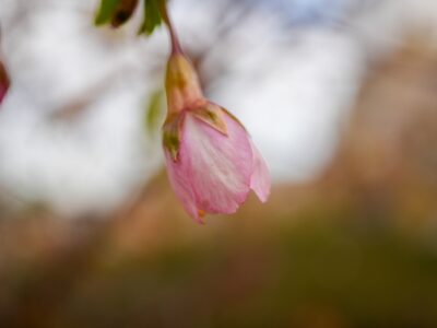 SONY α6700+E 30mm F3.5 macro 花が開き始めの早咲きの桜