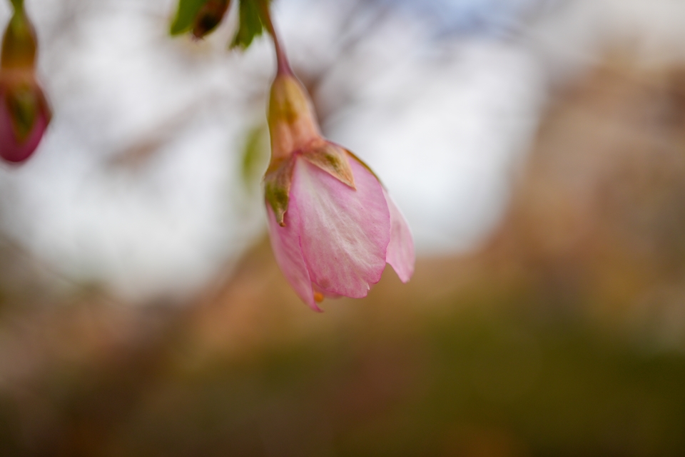 少し咲き始めている早咲きの桜の蕾