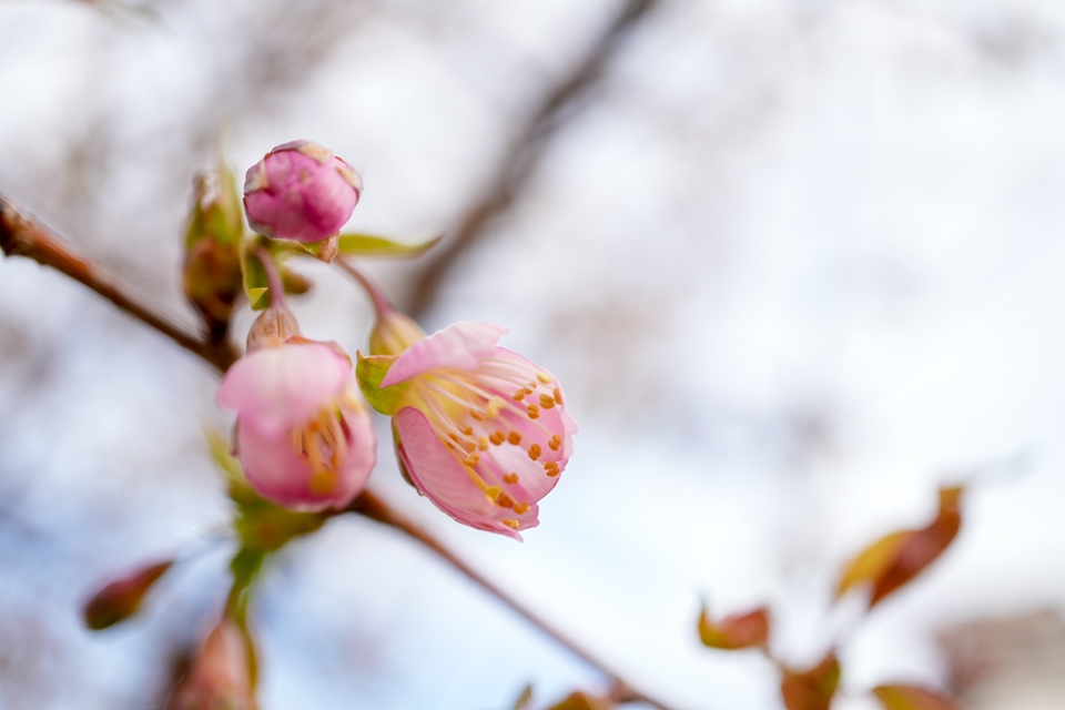 花が開きかけの早咲きの桜