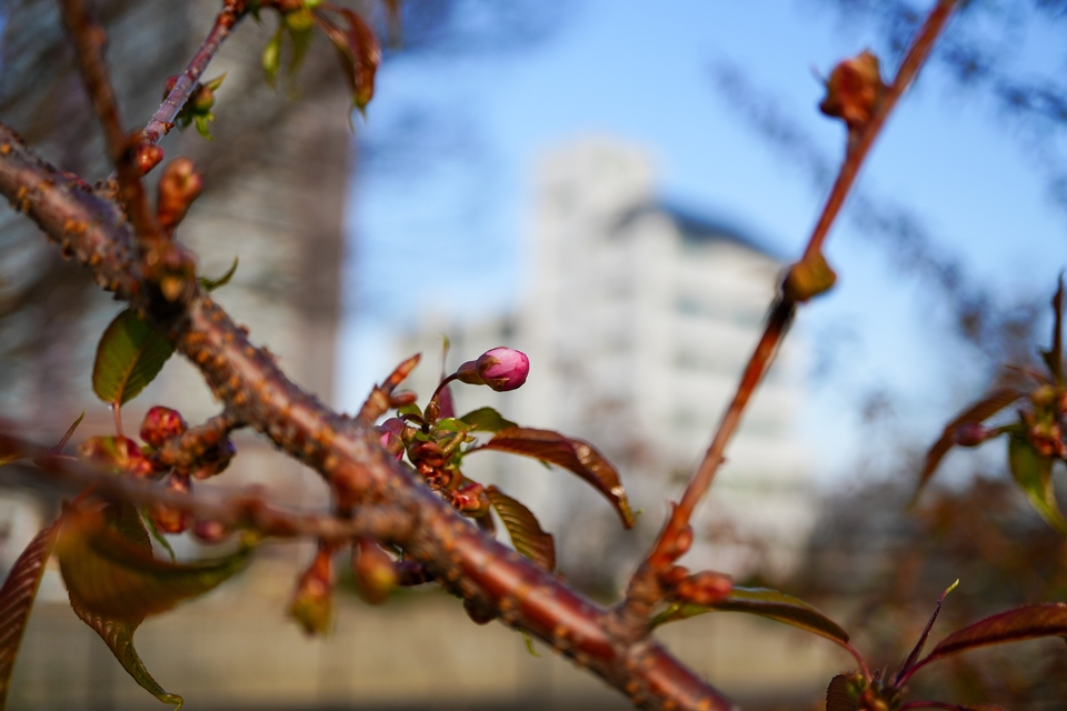 早咲きの桜の蕾