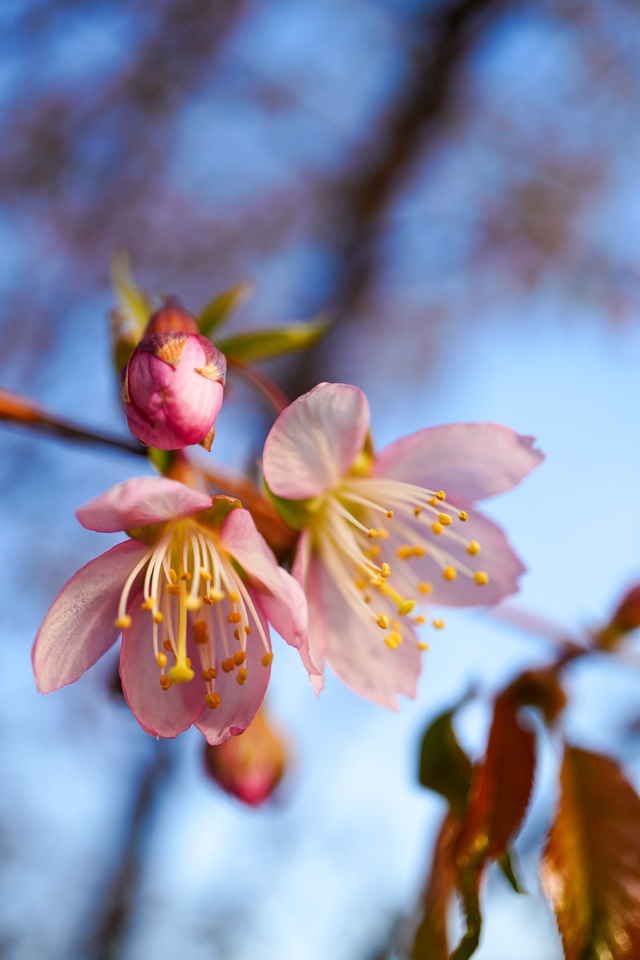 晴れた日に蕊をメインにして撮った早咲きの桜