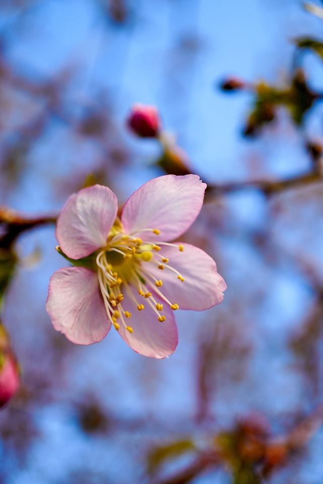 綺麗に咲いた早咲きの桜