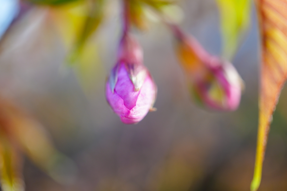 早咲きの桜の蕾のアップ
