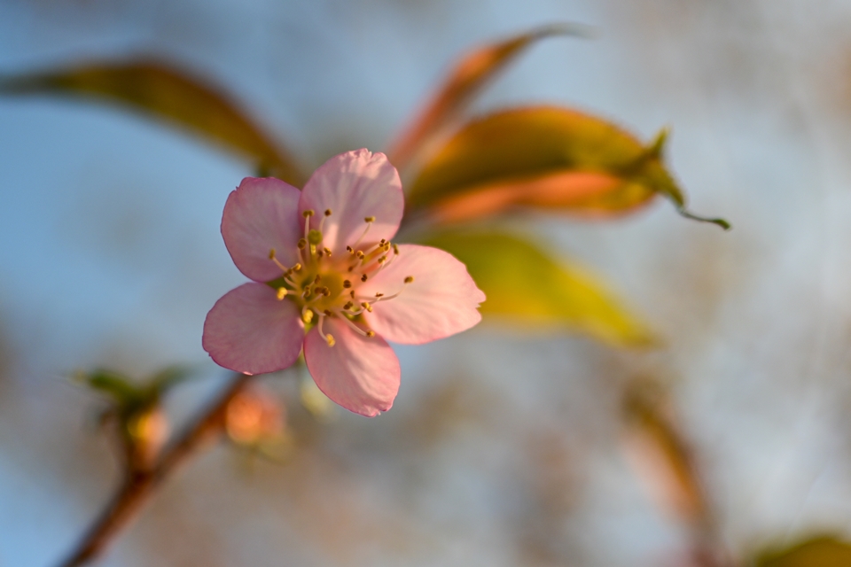 Z30とDX 24mm f1.7で撮った早咲きの桜