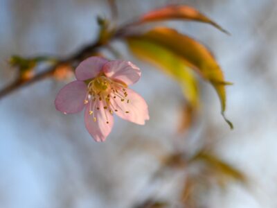 NIKON Z30+NIKKOR Z DX 24mm f/1.7 早咲きの桜を年末に撮って見た