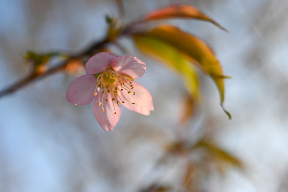 Z30とDX 24mm f1.7で撮った早咲きの桜の花