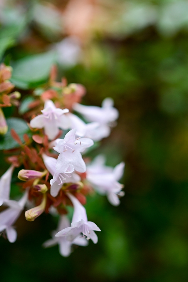 生垣にある小さな白い花