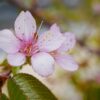 α6700で撮った早咲きの桜