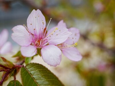 SONY α6700+E 30mm F3.5 macro α6700で撮った早咲きの桜