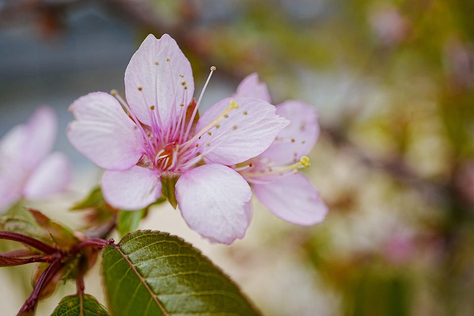 SONY α6700+E 30mm F3.5 macro マクロレンズで撮影した早咲きの桜