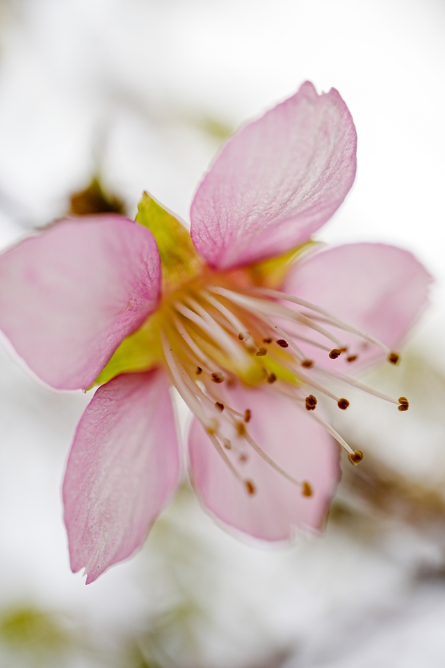 曇天の日にグッと寄って撮った早咲きの桜
