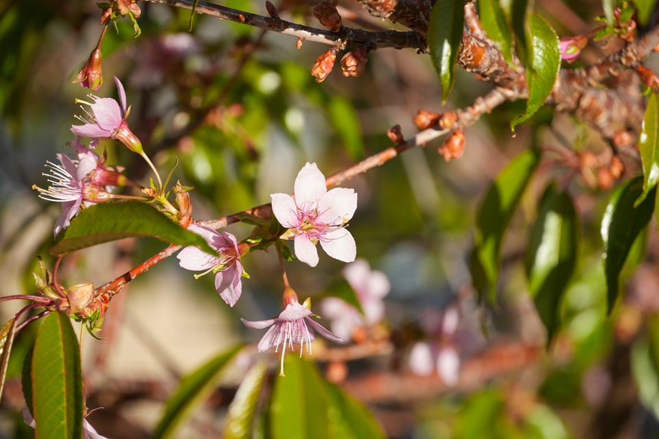 SONY α6700+E 30mm F3.5 macro 早咲きの桜の花