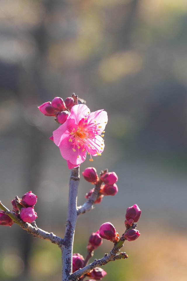 SONY α6700+E 30mm F3.5 macro 少しだけ咲き始めた梅の花