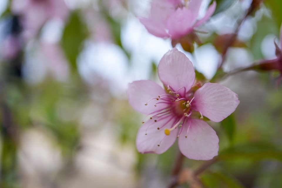 SONY α6700+E 30mm F3.5 macro 小雨の中の早咲きの桜