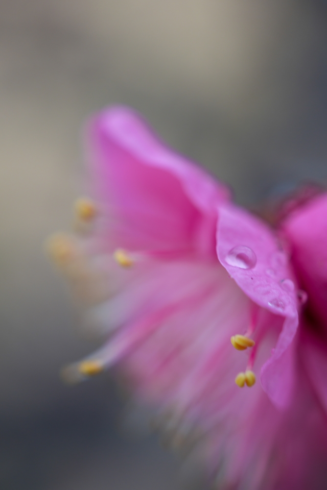 SONY α6700+E 30mm F3.5 macro マクロレンズでグッと寄ってみた梅の花