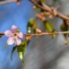 NIKON Zfc+NIKKOR Z MC 50mm f/2.8 ZfcとMC50mmで撮った早咲きの桜