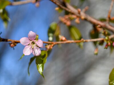 NIKON Zfc+NIKKOR Z MC 50mm f/2.8 ZfcとMC50mmで撮った早咲きの桜