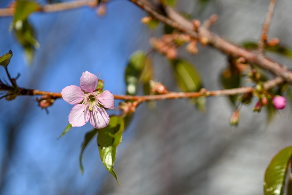 早咲きの桜をZfcで撮ってみた