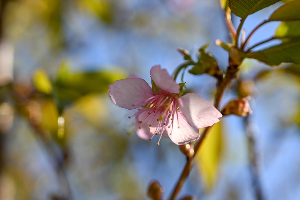 早咲きの桜は綺麗な花が少なくなっていました