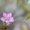 NIKON Z30+NIKKOR Z DX 24mm f/1.7 早咲きの桜の花