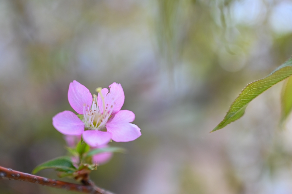 NIKON Z30+NIKKOR Z DX 24mm f/1.7 早咲きの桜の花