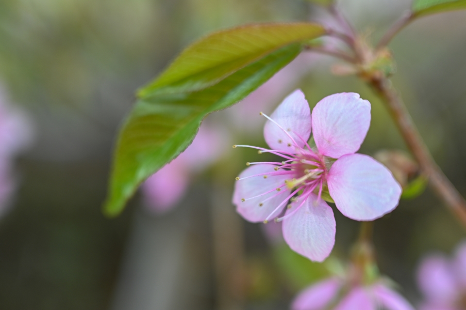 NIKON Z30+NIKKOR Z DX 24mm f/1.7 Z30で撮影した早咲きの桜の花