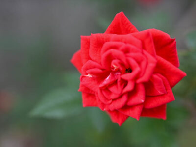 NIKON Z30+NIKKOR Z DX 24mm f/1.7 赤いバラの花