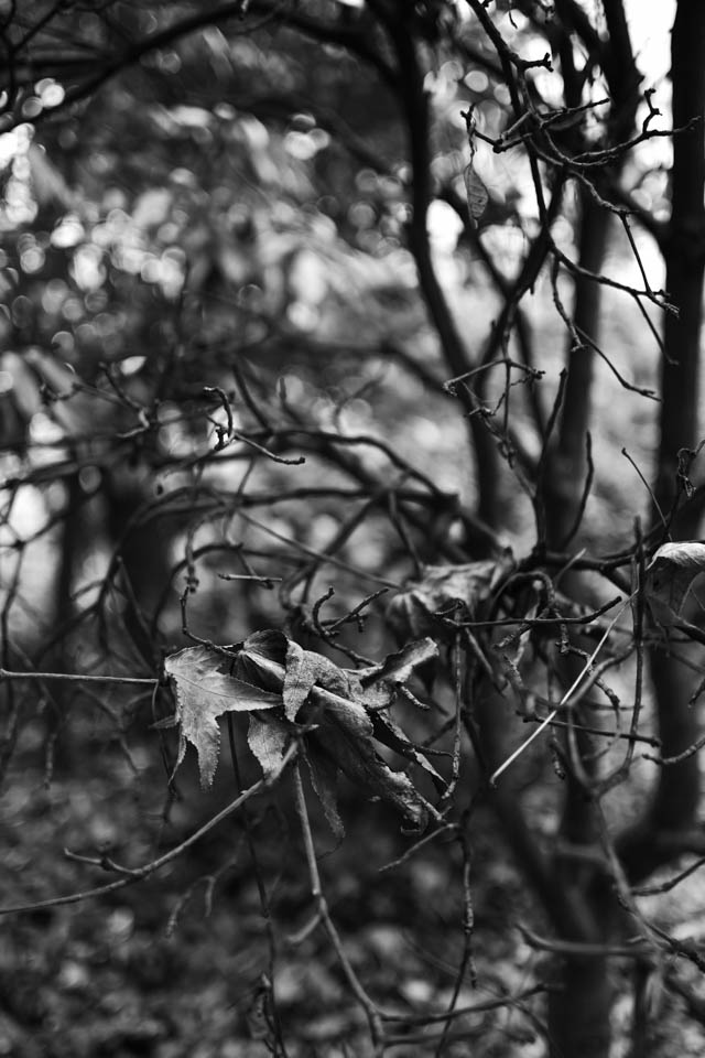 完全に枯れて落ち葉となった葉っぱが絡まった木の枝