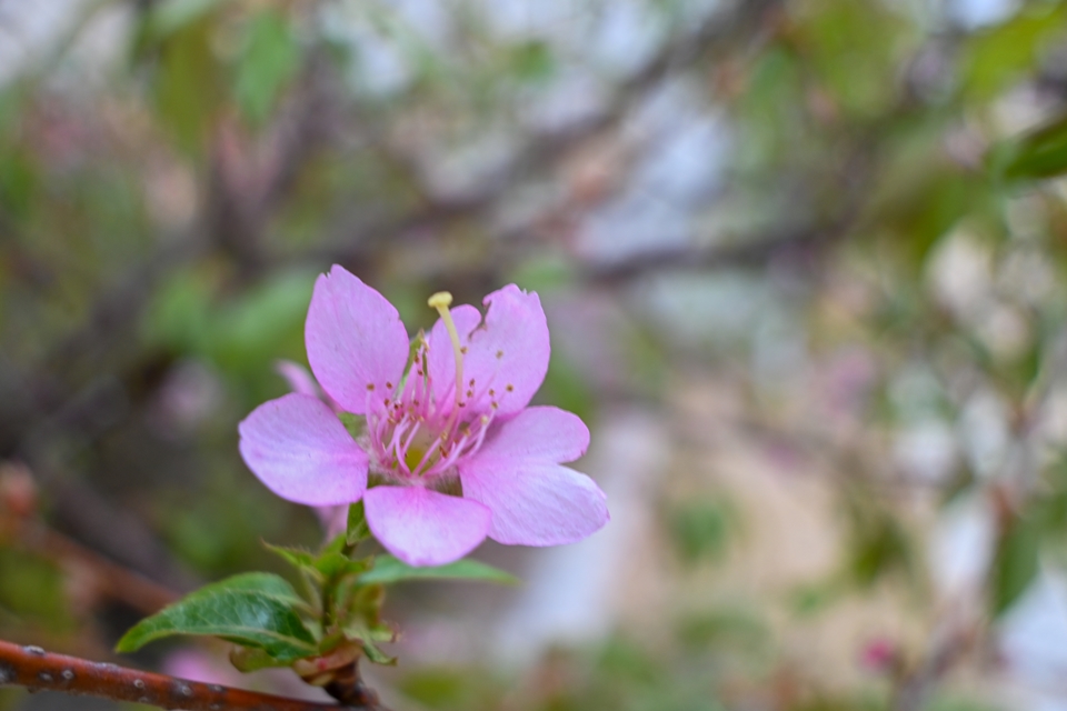 NIKON Z30+NIKKOR Z DX 12-28mm 風でブレる早咲きの桜