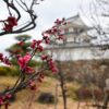 梅の花と尼崎城